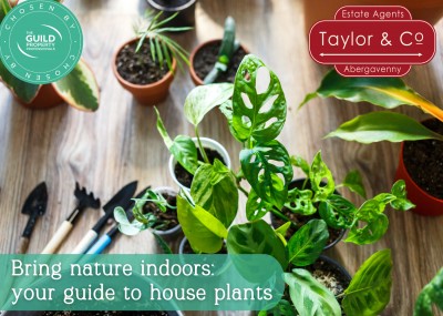 Bring nature indoors: your guide to house plants