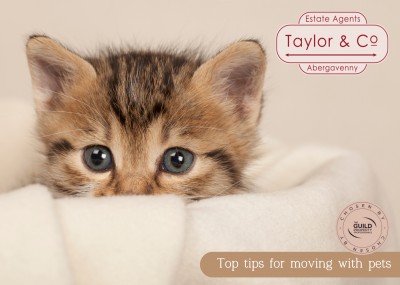 Top tips for moving with pets